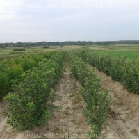 Szkółka árboles frutales arbustos frutales manzanos peras ciruelas cerezas Polonia